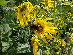 087 Longwood Gardens [2008 August 23]